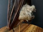 Véritable Chauve souris XXL Hipposideros Diadema sous Globe, Animal empaillé, Enlèvement ou Envoi, Neuf, Oiseaux