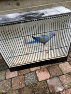 Halsband man 2023, Dieren en Toebehoren, Geringd