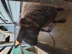 Schaap ooi, rond 80 kilo, kruising zwartbles texelaar, Dieren en Toebehoren, Schaap