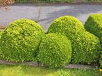 Buxusbollen dia 70-120cm, Jardin & Terrasse, Plantes | Arbustes & Haies, Moins de 100 cm, Enlèvement ou Envoi, Buis, Arbuste