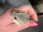 Hamsters, Animaux & Accessoires, Rongeurs, Plusieurs animaux, Hamster