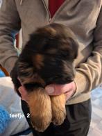 Duitseherders pupy, Dieren en Toebehoren, Parvo, België, Particulier, 8 tot 15 weken