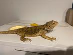 Baardagaam zoekt nieuwe thuis…., Animaux & Accessoires, Reptiles & Amphibiens, Domestique, 3 à 6 ans, Lézard