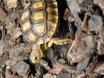 Sporenschildpadden, Dieren en Toebehoren, Amfibie