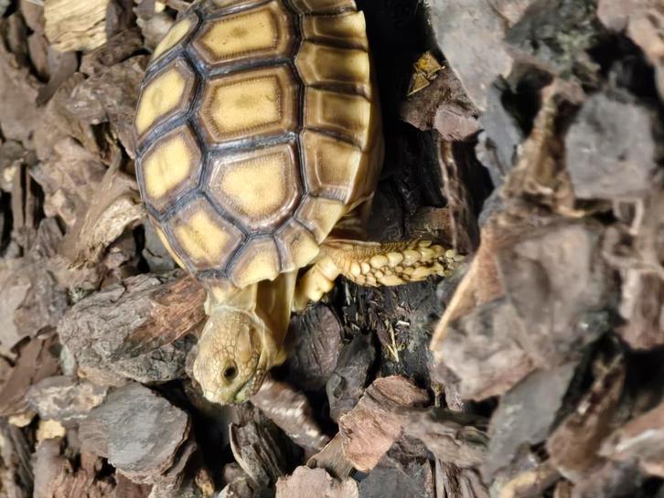 Sporenschildpadden, Dieren en Toebehoren, Reptielen en Amfibieën, Amfibie