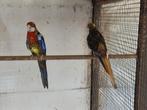 Bewezen kwkoppels rosella's in zwartopalinebont, Dieren en Toebehoren, Vogels | Parkieten en Papegaaien, Parkiet, Geringd