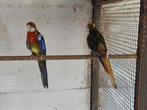 Bewezen kwkoppels rosella's in zwartopalinebont, Dieren en Toebehoren, Vogels | Parkieten en Papegaaien, Parkiet, Geringd