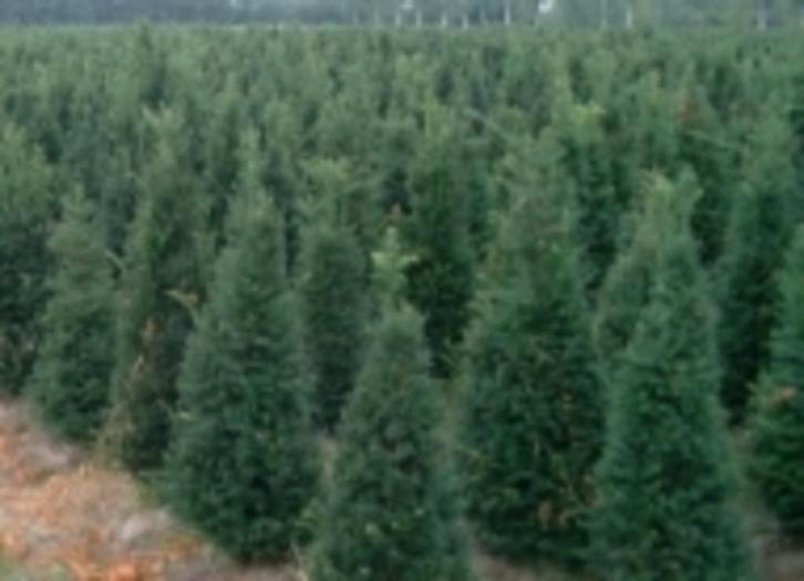 TAXUS IF ALLE HAAGPLANTEN ALLE MATEN PLANT ZE NU, Tuin en Terras, Planten | Tuinplanten, Ophalen