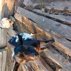 Mini geiten bokje, Dieren en Toebehoren, Schapen, Geiten en Varkens, Mannelijk, Geit, 0 tot 2 jaar