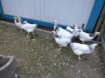 Sussex kippen, Dieren en Toebehoren, Pluimvee
