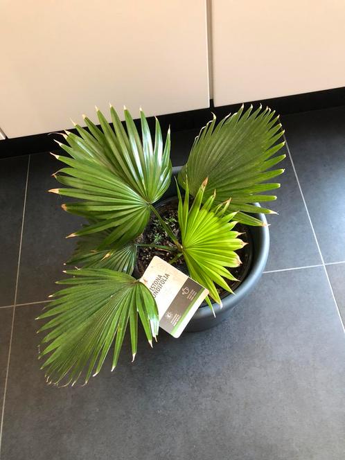 prachtig plant Livistona, Huis en Inrichting, Kamerplanten, Ophalen of Verzenden