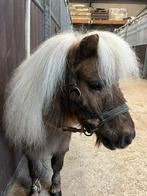 Ter dekking mini shetlander, Dieren en Toebehoren, Pony's