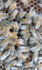 Bevruchte Buckfast koninginnen, Dieren en Toebehoren, Insecten en Spinnen, Bijen