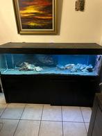 Aquarium de 720litre 200x60x60, Animaux & Accessoires, Enlèvement