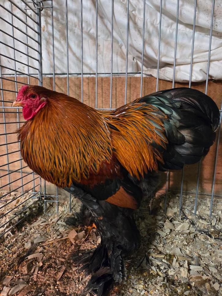 Brahma kriel kweekhanen, Dieren en Toebehoren, Pluimvee, Kip, Mannelijk