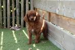 Cavapoo pups (abrikoos/rood), België, Overige rassen, CDV (hondenziekte), 8 tot 15 weken
