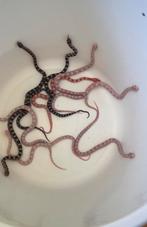 Korenslangen, Dieren en Toebehoren, Reptielen en Amfibieën, Slang, 0 tot 2 jaar