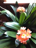 Clivia plant, Tuin en Terras, Bloembollen en Zaden, Ophalen