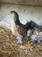 Poussin, Dieren en Toebehoren, Vrouwelijk, Kip