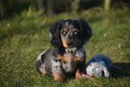 Teckel dwerg langhaar ouders aanwezig, Dieren en Toebehoren, Honden | Teckels en Dashonden, België, 8 tot 15 weken, Teef, Dwerg