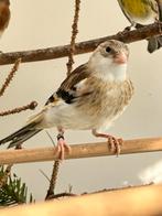 jonge putter bastaard van 2026, Geslacht onbekend, Wildzangvogel, Geringd