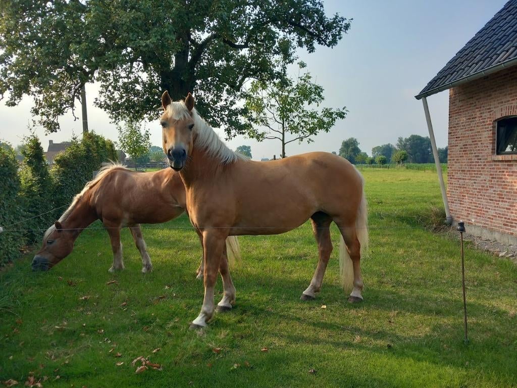 12- jarige merrie haflinger, Merrie, Minder dan 160 cm, Met stamboom, Zadelmak