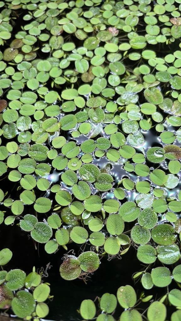 Salvinia Minima, Animaux & Accessoires, Poissons | Aquariums & Accessoires, Neuf, Plante(s), Pierre ou Bois, Enlèvement ou Envoi