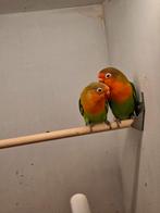 2 fischeri agapornissen, Mâle, Perroquet nain ou Inséparable, Bagué