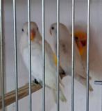 Blauw dec fischeri, zeer lage prijs, Dieren en Toebehoren, Geslacht onbekend, Geringd