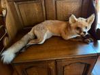 Taxidermie : renard couché, Enlèvement, Autres, Animal empaillé