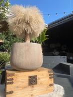 Pampasboom ️️️ SPOTPRIJS, Huis en Inrichting, Ophalen, Overige soorten, Minder dan 100 cm