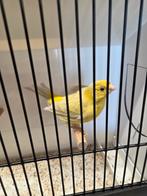 Opaal gele kanarie man, Dieren en Toebehoren