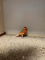 Phaeo rood man, Dieren en Toebehoren, Vogels | Kanaries, Mannelijk, Kleurkanarie