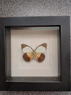 Vlinder taxidermie, Verzamelen, Ophalen, Zo goed als nieuw, Insect, Opgezet dier