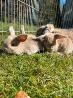 Lieve jonge hangoor konijntjes, Dieren en Toebehoren, Konijnen, Meerdere dieren, Klein, Hangoor, 0 tot 2 jaar
