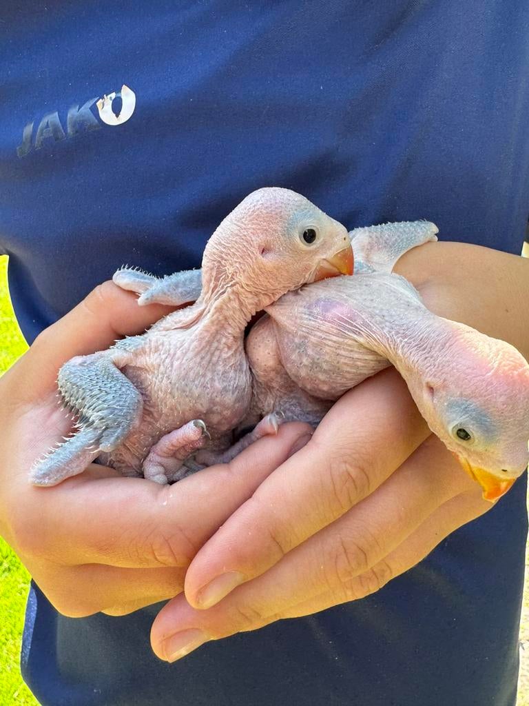 Jonge halsbandparkiet voor tam te maken, Domestique