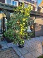 Grande plante verte Ficus avec pot+ soucoupe en terre cuite, Maison & Meubles, Ficus, En pot, Plante verte, 150 à 200 cm