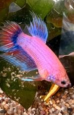 Betta splendens man - pastel/multicolor candy, Animaux & Accessoires, Poissons | Poissons d'aquarium, Poisson, Poisson d'eau douce