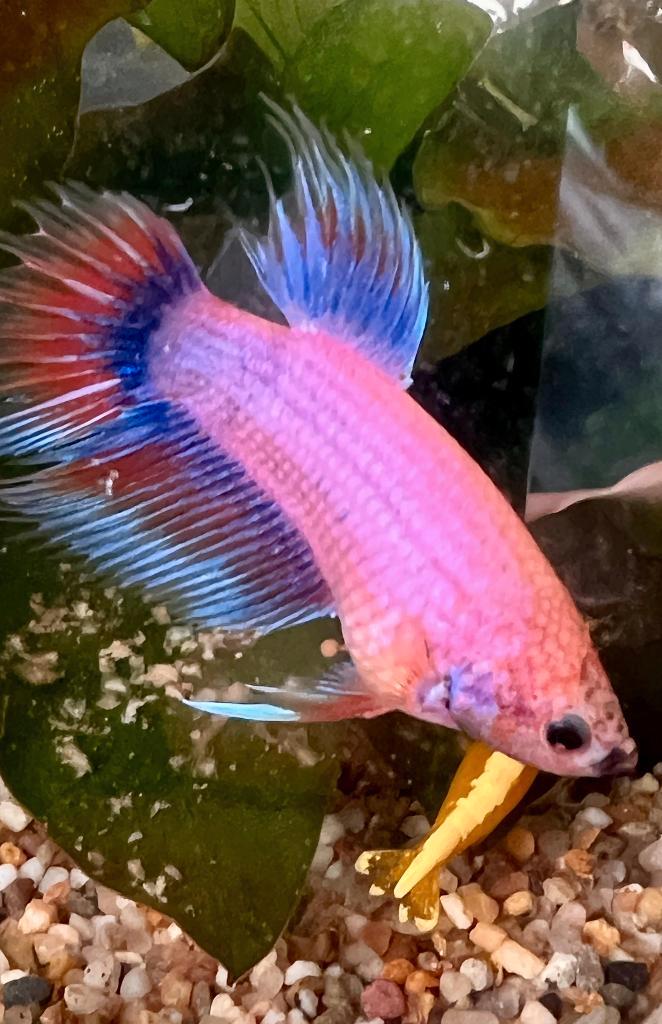 Betta splendens man - pastel/multicolor candy NIEUWE PRIJS, Animaux & Accessoires, Poissons | Poissons d'aquarium, Poisson d'eau douce