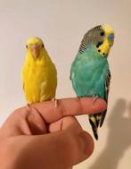 Superbe perruches apprivoiser avec cage complèt, Plusieurs animaux, Perruche, Domestique