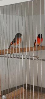 Kapoetsensijs, Dieren en Toebehoren, Vogels | Overige Vogels, Meerdere dieren, Tropenvogel, Geringd