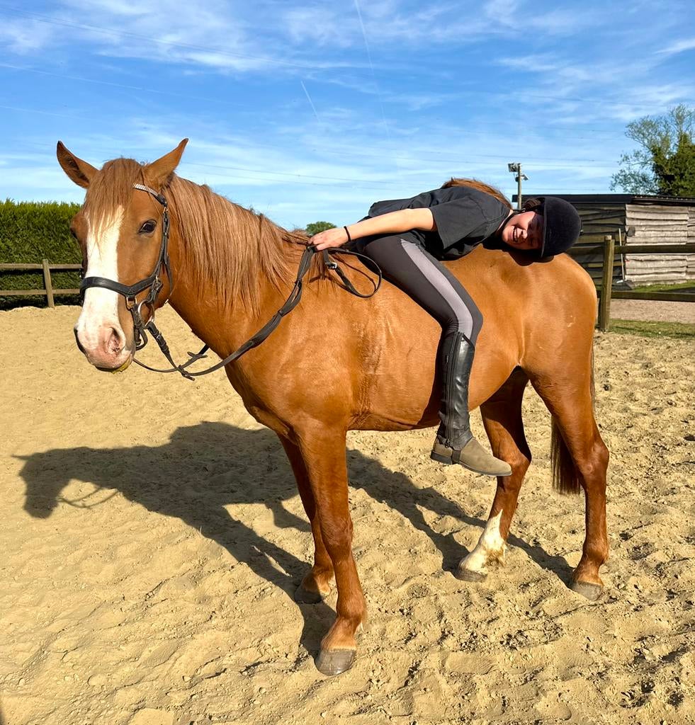 Ruine courageuse - également justifiée, Animaux & Accessoires, B, Hongre, Poney de récréation, Avec puce électronique