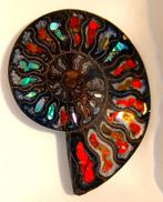 Ammoliet Edelsteen Conch Fossil 32cm, Antiek en Kunst, Verzenden