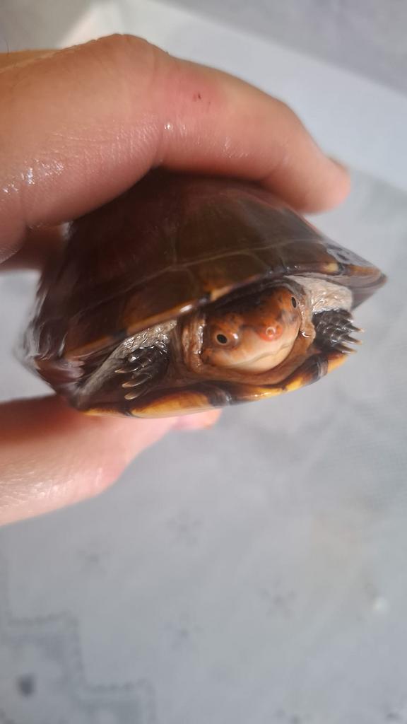 Kinosternon cruentatum, Dieren en Toebehoren, Schildpad