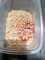 baby korenslangen, Serpent, 0 à 2 ans