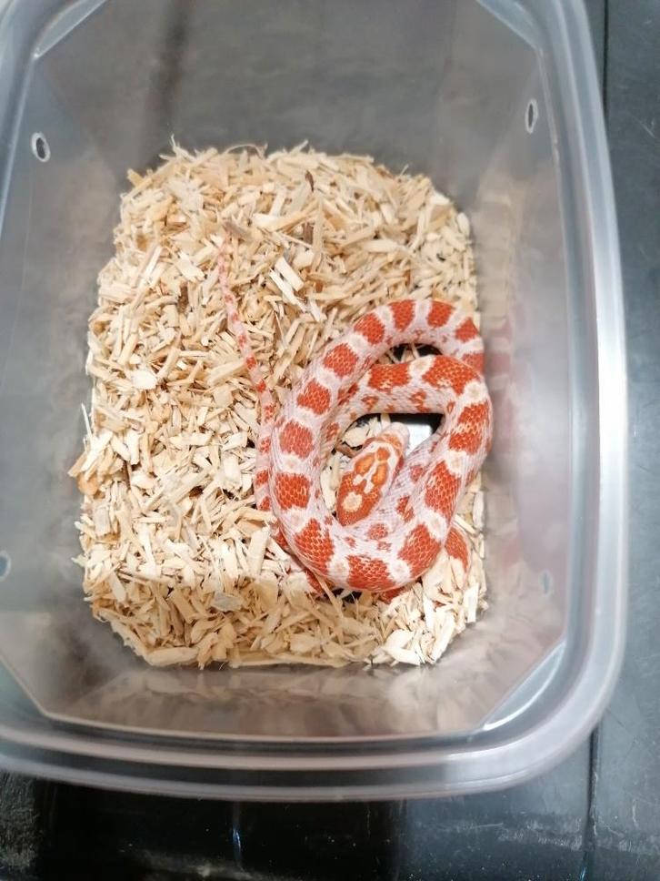 baby korenslangen, Dieren en Toebehoren, Reptielen en Amfibieën, Slang, 0 tot 2 jaar