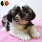 Schattige Lhasa Apso pups te koop (Belgisch), Parvo, België, 8 tot 15 weken, Meerdere