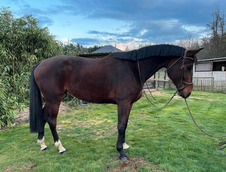 5 jarige merrie, Animaux & Accessoires, Chevaux, Jument, Débourré, 170 à 175 cm, 3 à 6 ans, Cheval de saut, Avec pedigree