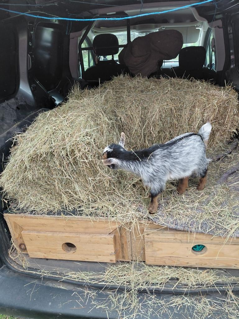 Mooie dwerggeitjes, Dieren en Toebehoren, Schapen, Geiten en Varkens