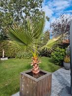 Palmboom whasingtonia robusta, Tuin en Terras, Planten | Bomen, Ophalen, Palmboom